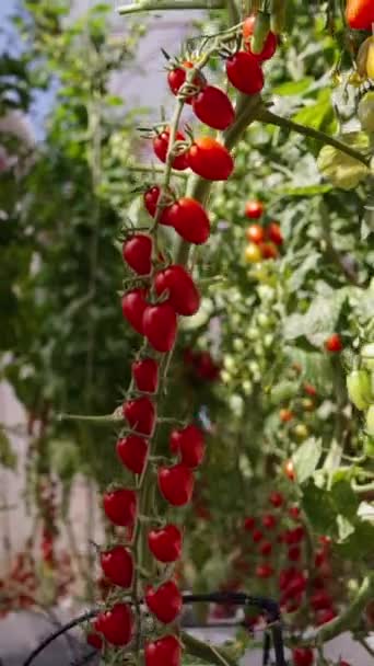 Close Cherry Tomatoes Greenhouse Fhd Vertical Traditional Lifestyle — Stock Video