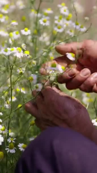 Mann Pflückt Blumen Aus Einer Pflanze Fhd Vertikaler Traditioneller Lebensstil — Stockvideo