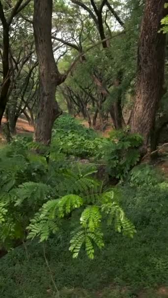 Beautiful River Surrounded Greenery Trees Fhd Vertical Video — Stock Video