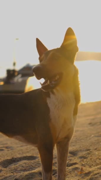 タイのビーチを歩いている犬 Fhd 垂直ビデオ — ストック動画