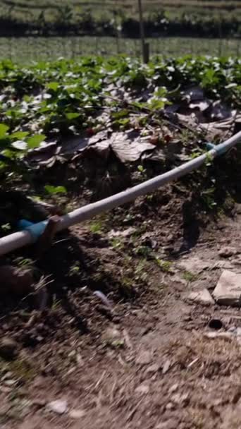 Potager Avec Tuyaux Irrigation Vus Côté Fhd Style Vie Traditionnel — Video