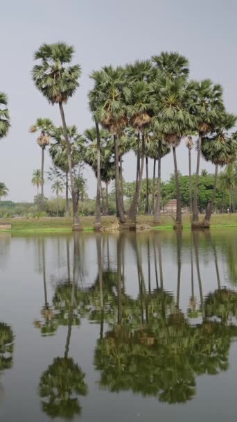 以棕榈树为背景的美丽湖景 Fhd垂直录像 — 图库视频影像