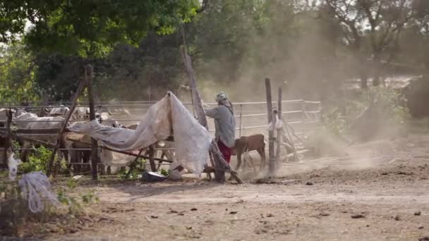 无法辨认的男子关闭牧场与奶牛在其中 4K水平视频 — 图库视频影像