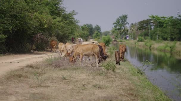 Несколько Коров Пасутся Реке Дороги Горизонтальное Видео — стоковое видео