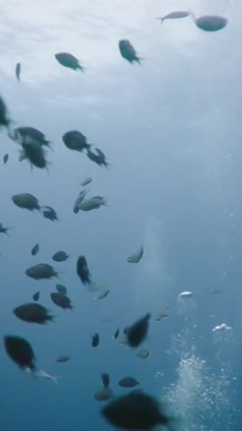 Peixes Nadando Torno Recifes Coral Tailândia Vertical Fhd Vídeo — Vídeo de Stock