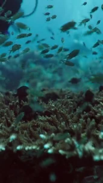 魚の間でスキューバダイバーが泳ぐ 垂直Fhdビデオ — ストック動画