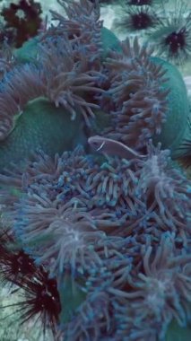 Deniz altındaki mercanlar üzerindeki kirpiler ve şakayıklar - Dikey FHD video
