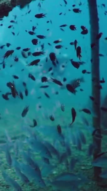 Escuela Peces Familia Apogonidae Nadando Vertical Fhd Video — Vídeo de stock