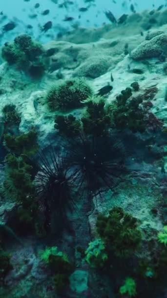 Muitos Peixes Nadam Entre Corais Ouriços Mar Vertical Vídeo Fhd — Vídeo de Stock