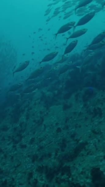 Duża Szkoła Pływania Ryb Wyspie Koh Tao Pionowe Wideo Fhd — Wideo stockowe