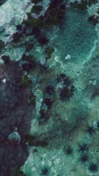 Małe Ryby Pływają Karmią Koralowcami Pionowe Wideo Fhd — Wideo stockowe