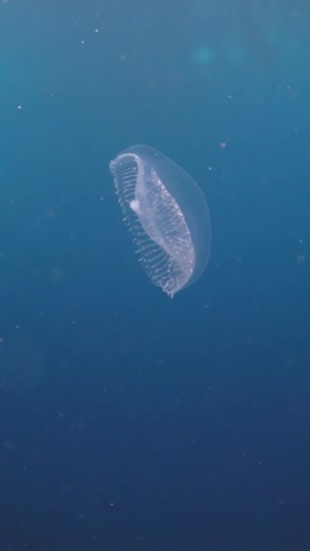 Медузы Плавают Дайверами Вдалеке Вертикальное Видео Fhd — стоковое видео