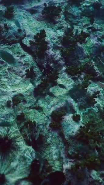 Grote Aantallen Vissen Zwemmen Tussen Koralen Zee Egels Verticale Fhd — Stockvideo