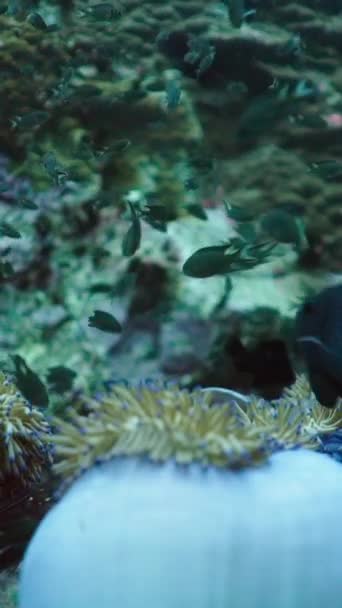 Piękne Koralowce Dnie Morza Pionowe Wideo Fhd — Wideo stockowe