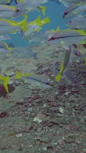 Ένα Κοπάδι Ψαριών Που Κολυμπάνε Ανάμεσα Κοράλλια Και Δύτες Vertical — Αρχείο Βίντεο