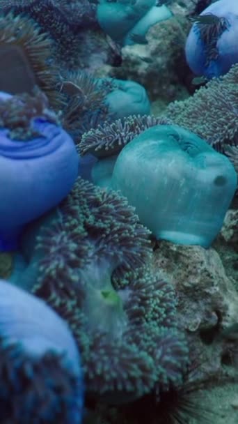 Kostbare Anemonen Koralen Onder Zee Verticale Fhd Video — Stockvideo