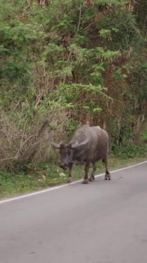 Bir öküz yiyecek aramak için yolu terk eder - 4K Yatay yaşam tarzı videosu