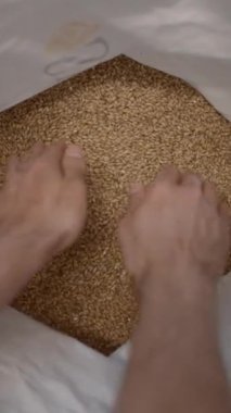 Bir avuç dolusu malt tohumu alıp bira fabrikasındaki çuvala döken insanlar. - yüksek açı, POV - FullHD dikey video