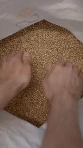 少量のマルト穀物を手に入れ ビール工場でサックに浸した 高角度 Pov フルHd垂直ビデオ — ストック動画