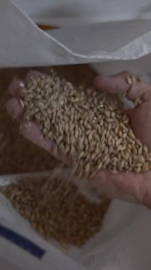 Man Hands 'in Bira Fabrikası' ndaki arpayı incelemesi - FullHD dikey video