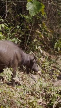 Bubalus bubalis güpegündüz Tayland 'da bir ormanda geziniyor - Dikey FHD videosu