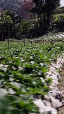 Ormanın ortasındaki bir çiftliğin panoramik görüntüsü - FHD dikey geleneksel yaşam tarzı