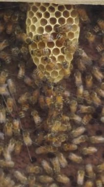 Bir kutunun içinde bal üreten büyük arı sürüsü - FHD dikey video