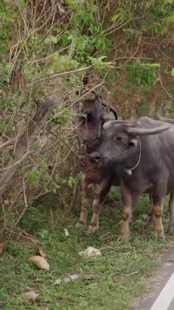 Quatro Bubalus Bubalis Comendo Beira Estrada Horizontal Lifestyle Vídeo — Vídeo de Stock