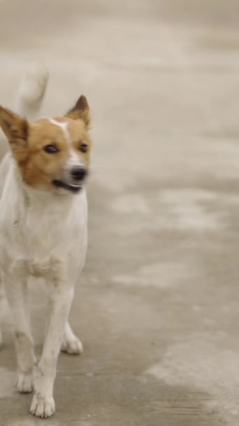 Бродячая Собака Лает Улице Азии Местные Места Видео — стоковое видео