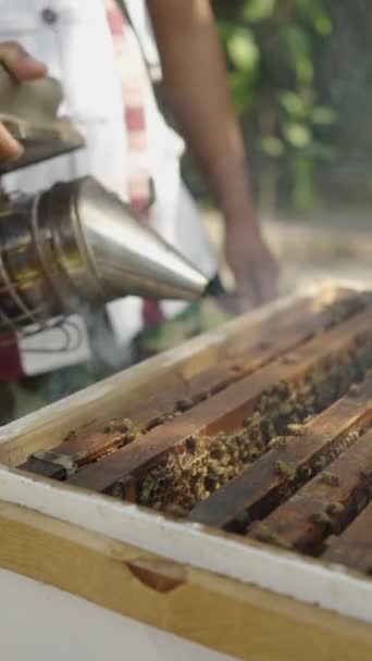 Αγνώριστος Άνθρωπος Που Βγάζει Καπνό Από Ένα Κουτί Μέλισσες Fhd — Αρχείο Βίντεο