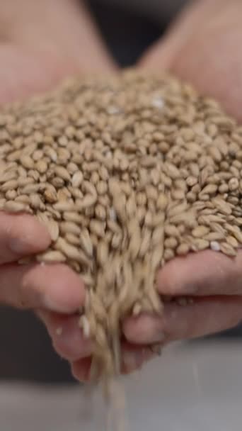 Malted Barley Menuangkan Cupped Hands Close Shot Full Video Vertikal — Stok Video