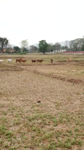 Plano Uma Fazenda Com Várias Vacas Campo Lugares Locais Vídeo — Vídeo de Stock