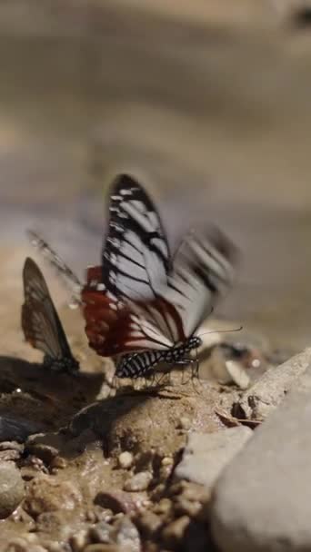 Två Fjärilar Abborrar Stenar När Fladdrar Sina Vingar Och Andra — Stockvideo