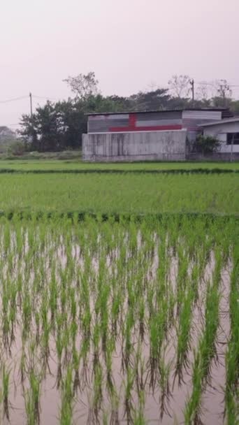Der Ferne Läuft Ein Mädchen Auf Einem Reisfeld Mit Häusern — Stockvideo