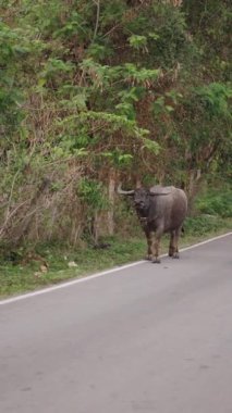 Bir bubalus bubalis dal yiyor - 4K Yatay yaşam tarzı videosu