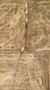 Gökyüzünden bir grup kahverengi ineğin görüntüsü - Yerel yerler VERTICAL VIDEO