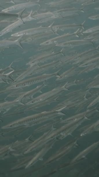 泰国海域大型梭鱼鱼群 Fhd垂直视频 — 图库视频影像