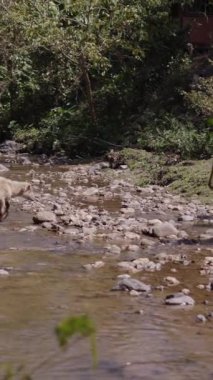 Bufalo ailesi Tayland köyünde nehri geçiyor - Dikey FHD video