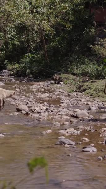 Familie Buffels Steekt Rivier Thais Dorp Verticale Fhd Video — Stockvideo