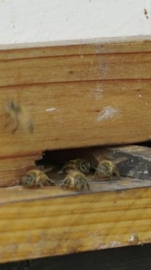 Bir deliğe girip çıkan arı grubu - FHD dikey video