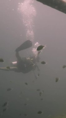 Balıklar arasında tanınmayan dalgıç ve batık bir gemi - FHD dikey video