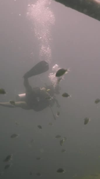 无法辨认的潜水员在鱼和沉船之间滑行 Fhd垂直录像 — 图库视频影像