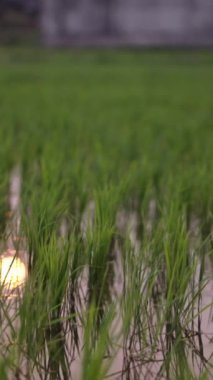 Arka planda beyaz evler olan pirinç tarlalarının çekimleri - FHD dikey video