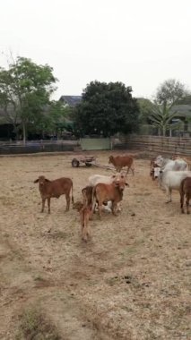 Tayland 'da bir inek ahırında dönen inekler - Yerel yerler VERTICAL VIDEO