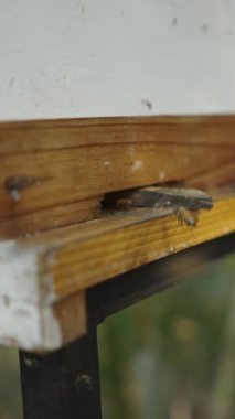 Birkaç arı uçup gidiyor ve bazıları da diğerleriyle birlikte kutunun içine giriyor.