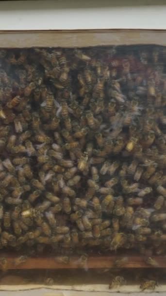 Arılar Bal Ürettikleri Bir Kutunun Içinde Toplanırlar Fhd Dikey Video — Stok video