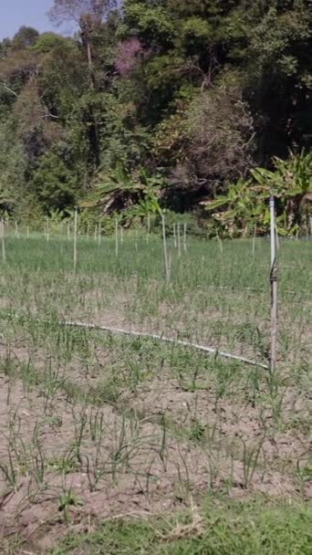 Campo Cultivo Tailandês Com Tubérculos Irrigados Primeiro Plano Fhd Estilo — Vídeo de Stock