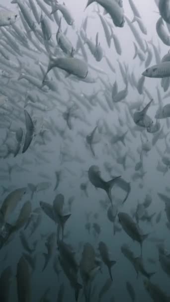 Tayland Sularında Birlikte Yüzen Büyük Bir Sphyraena Sürüsü Fhd Dikey — Stok video