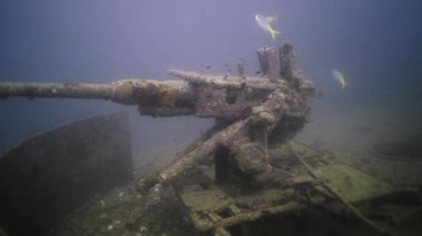 Batık bir savaş tankının üzerinde yüzen bir Cyurus chrysurus sürüsü - 4K Yatay video
