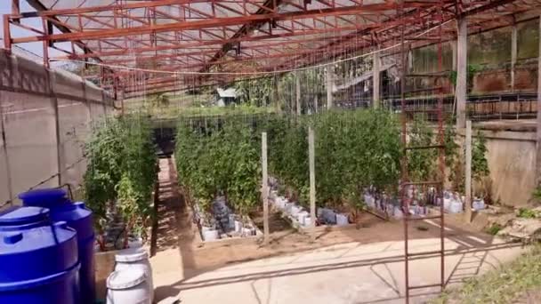 外から見たポットや作物でいっぱいの温室 4K水平伝統のライフスタイル — ストック動画